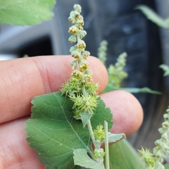 Ambrosia cordifolia