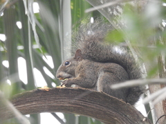 Sciurus aestuans
