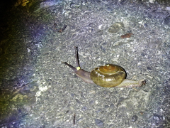 Macrochlamys hippocastaneum