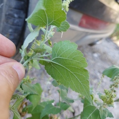 Ambrosia cordifolia