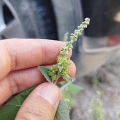 Ambrosia cordifolia
