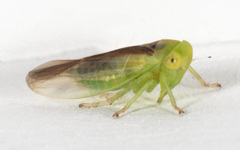 Populicerus suturalis