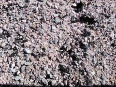 Veromessor pergandei