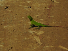 Enyalius iheringii