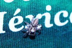 Leptofreya ambigua