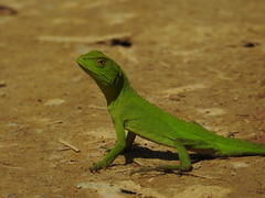 Enyalius iheringii