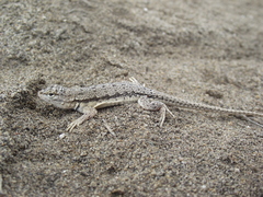 Microlophus thoracicus