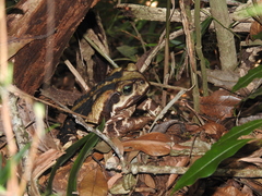 Rhinella icterica