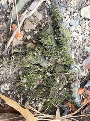 Rhynchostegium confertum