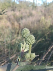Eryngium horridum