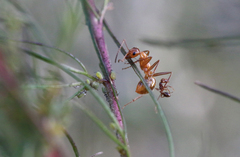 Formica pallidefulva