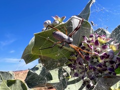 Trichonephila edulis