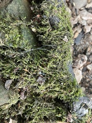 Rhynchostegium confertum