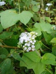 Ageratum houstonianum