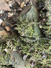 Rhynchostegium confertum