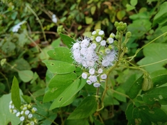 Ageratum houstonianum