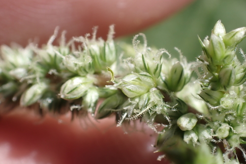 Amaranthus retroflexus, 2022-11-07