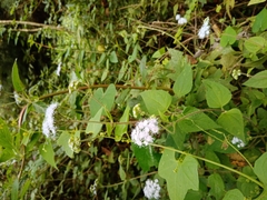 Ageratum houstonianum