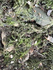 Rhynchostegium confertum
