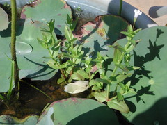 Lindernia dubia anagallidea