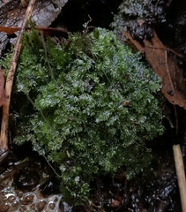 Riccardia multifida