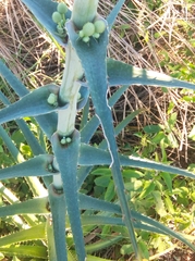 Eryngium horridum