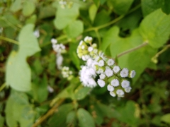 Ageratum houstonianum