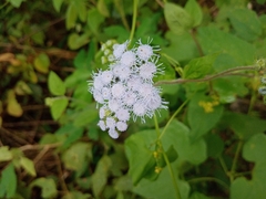 Ageratum houstonianum