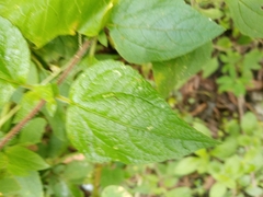 Ageratum houstonianum
