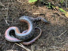 Clonophis kirtlandii