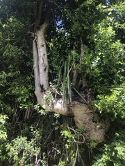 Laurelia sempervirens