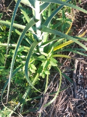 Eryngium horridum