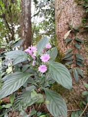 Strobilanthes cusia
