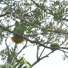 Amazona amazonica