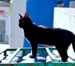 Felis catus