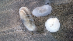 Solecurtus divaricatus