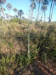 Eryngium horridum
