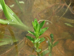 Rotala rosea