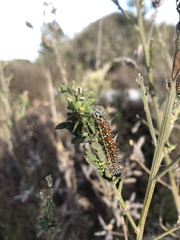 Uresiphita
