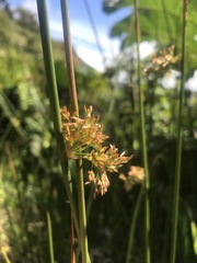 Schoenoplectus californicus