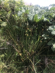 Schoenoplectus californicus