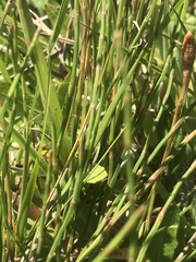 Schoenoplectus californicus