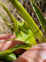 Pterostylis australis