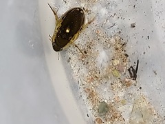 Tropisternus lateralis