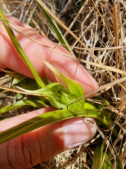 Pterostylis australis