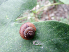 Acusta assimilis