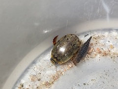 Thermonectus sibleyi