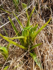 Pterostylis australis