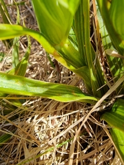 Pterostylis australis
