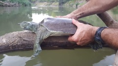 Apalone spinifera pallida